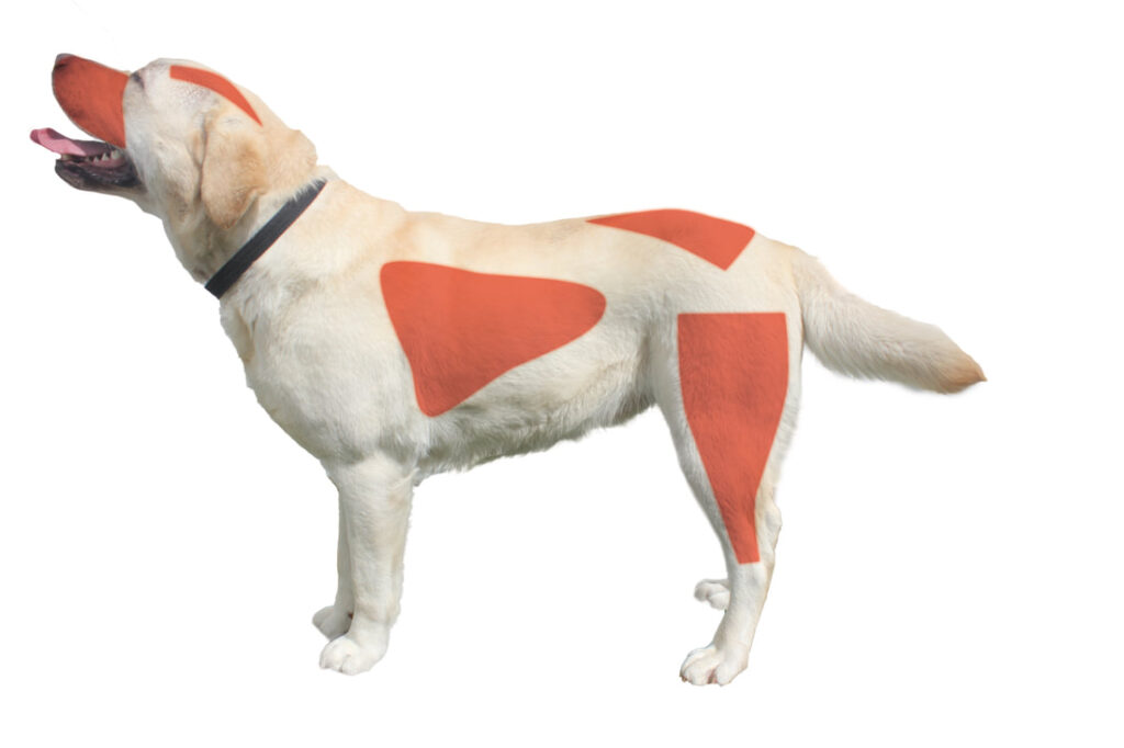 Common places you will find Hot Spots in Dogs. A cream Labrador stands side on with red patches highlighting their snout, top of head, ribs, top of back near tail and rear hock area.