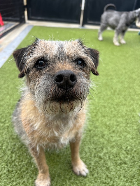 Vestibular Disease in Dogs Blog - a small brown and black Border Terrier, sit on artificial turf looking at the camera.