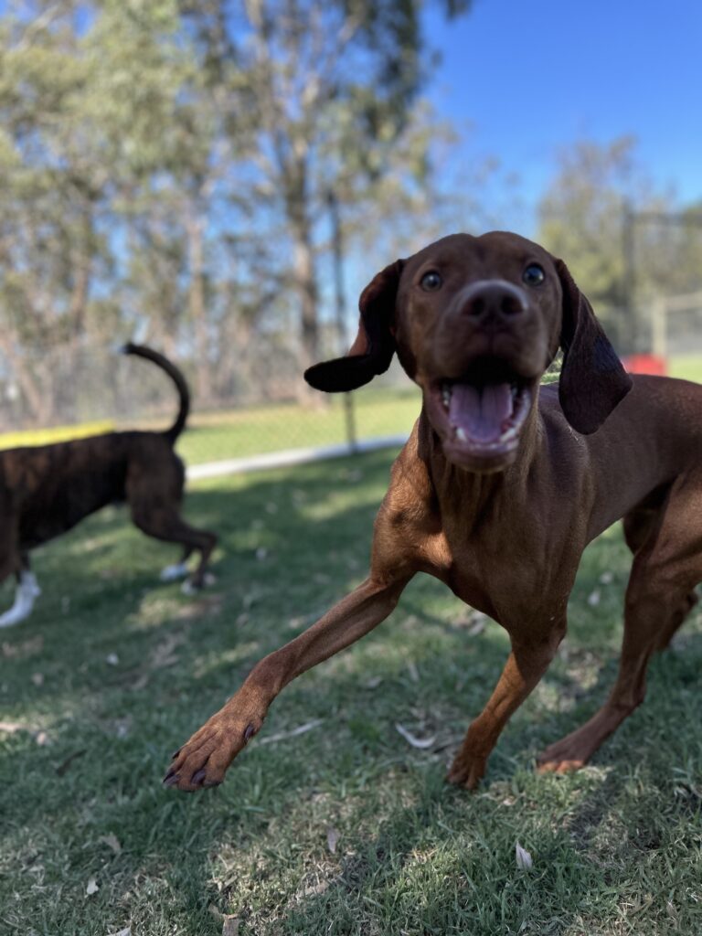 A rust Hungarian Vizsla running in a green grass paddock smiling at the camera.