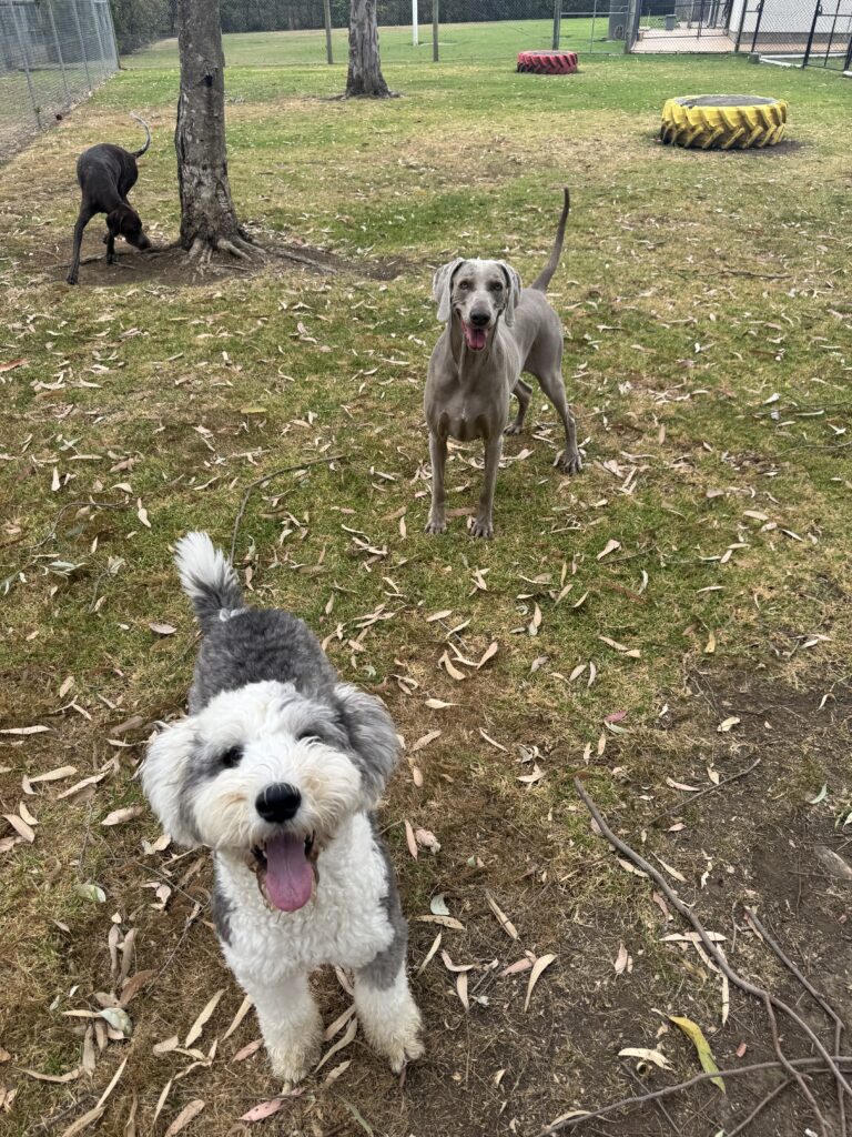 What do do if your dog has a seizure blog. A clipped Old English Sheepdog, white & grey in colour stands in the forefront with a silver Weimaraner standing behind them in a green grassed paddock. A Liver and white German Short Hair Pointer sniffs a tree in the background.