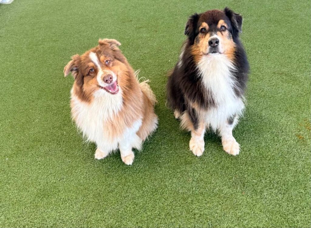Two Aussie Shepherds sit side by side, looking at the camera. The one on the left is red tri colour and his it's head slightly tilted to the right with their mouth open. The one on the right is tri colour with their mouth shut and sitting up straight.