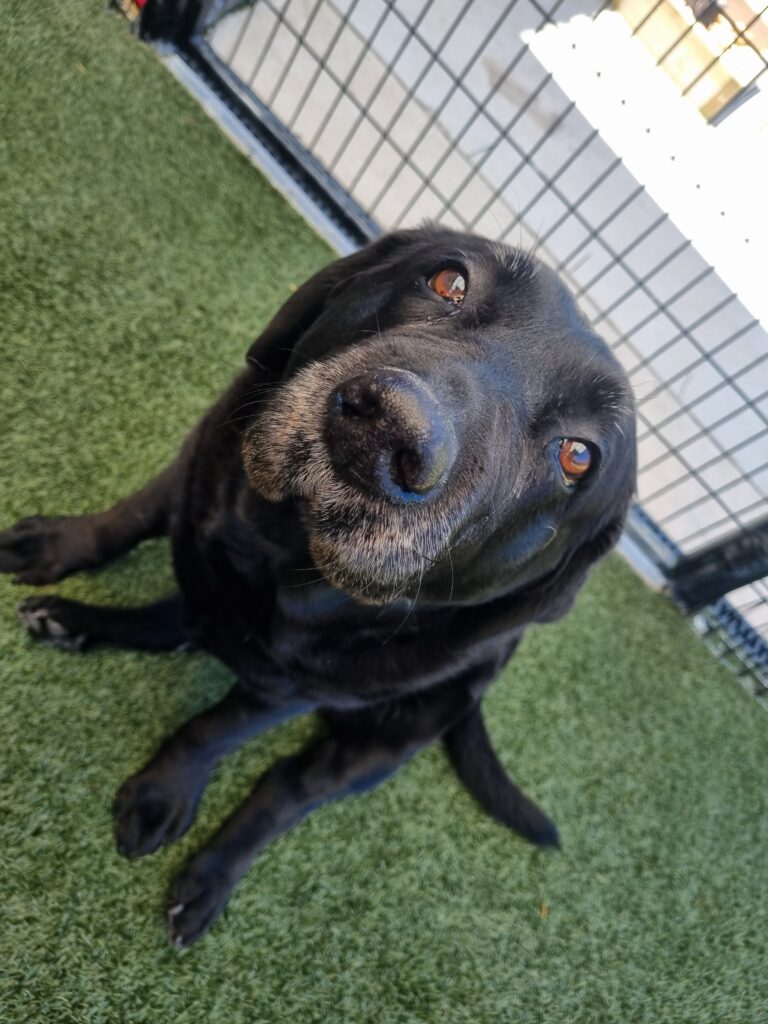 Vestibular Disease in Dogs blog: An older black Labrador, with grey around her snout, sits on artificial turf looking at the camera with her big brown eyes.
