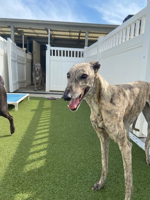 Vestibular Disease in Dogs Blog - a tall brindle Greyhound stand on artificial turf looking at the camera with a large grey Wolfhound in the background surrounded by white fencing.