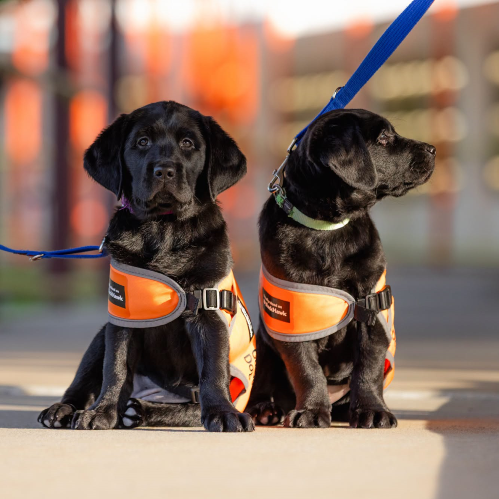 Two black Labrador puppies sit side by side, pup on the left is looking at the camera, pup on the right is looking away. Both wearing Guide Dog Puppy in training vests with blue leads attached to their collars.