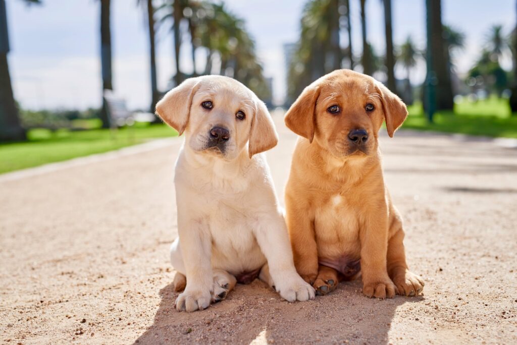 Two Labrador Pups sit side by side on a sand path with palm trees in the background. Pup on the left is light cream in colour, pup on the right is dark golden with a white patch on it's chest.
Could you be a guide dog puppy raiser blog.